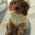 Knitted Dog Jumper